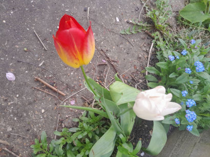 flowers